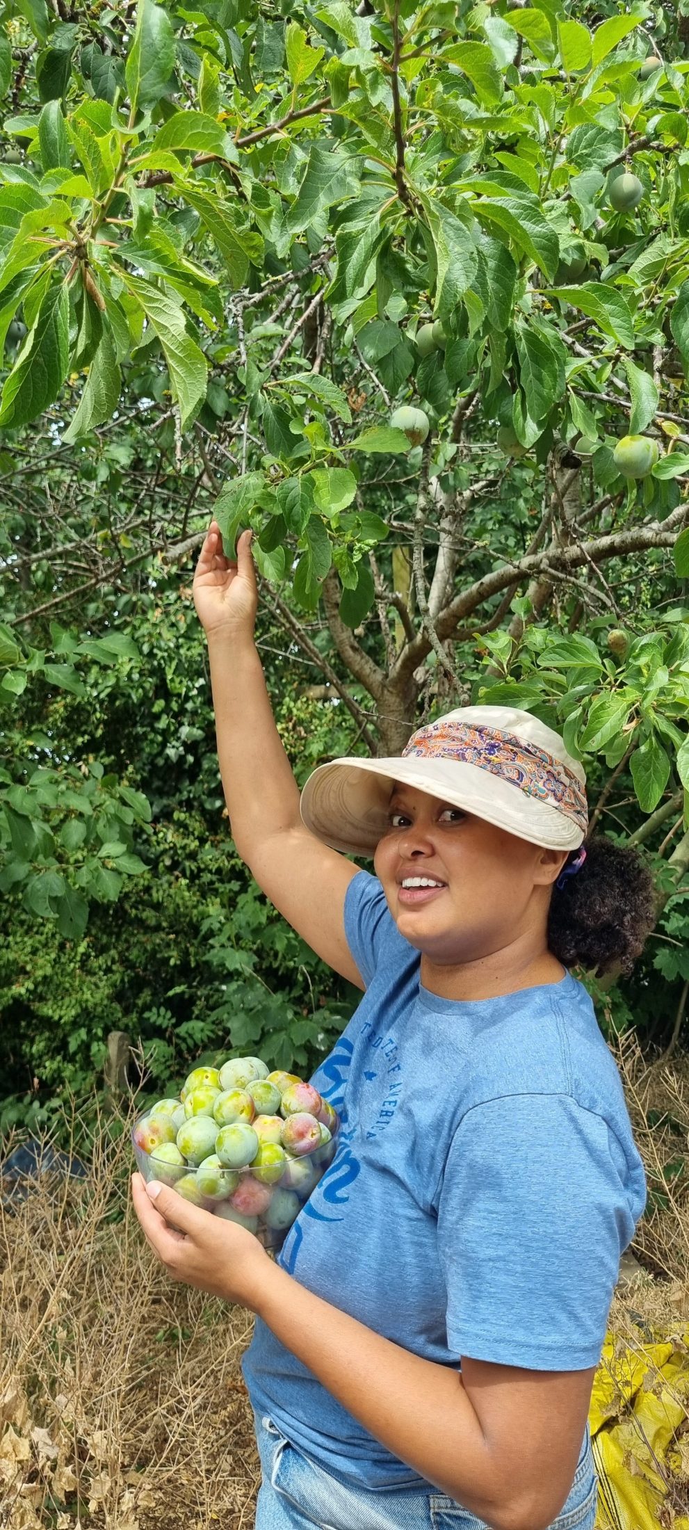 a Black woman in a sunhat picking greengages