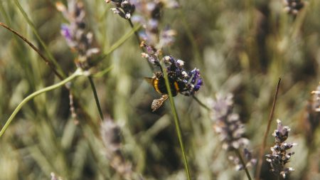 Bees in the Heat