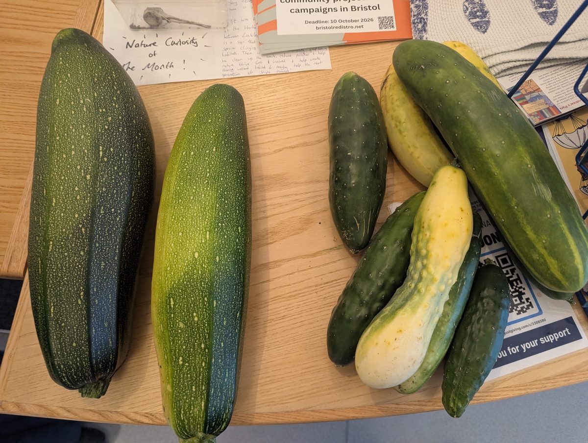 8 courgettes of various sizes and shapes
